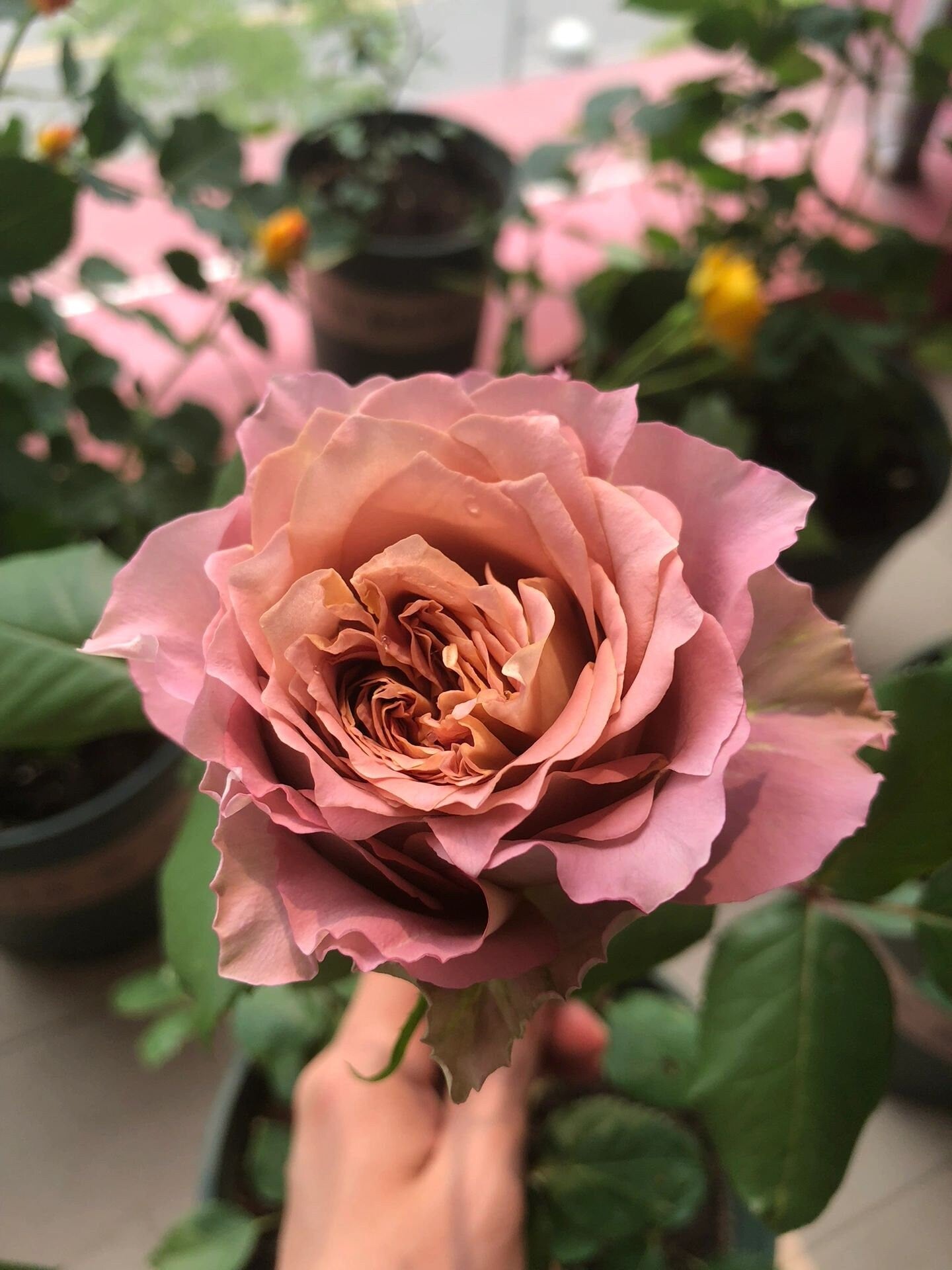 Rose【Thé Nature | テナチュール | Tenatur】-1.5 Gal OwnRoot｜英伦节拍| Rare Japanese Cutting Rose| Nachuru Test| Vintage Purple-Brown| 清茶| Sun Tolerant|