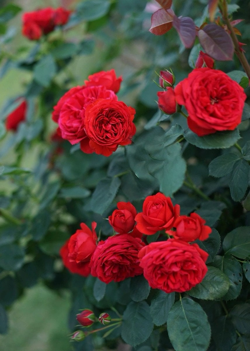 Rose【Red Apple】- 1.5 Gal Own Root Bare Root｜Sun Tolerant| Heat Resistant| Long flowering period| 红苹果| Balcony Roses |