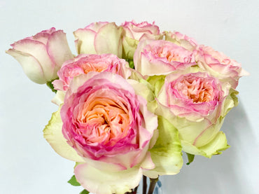 Rose【Princess Butterfly ｜蝶々姫】- 1.5 Gal Own Root Bare Root｜Sotia| New Variety| Rare Kenya Cuttging Rose| 蝴蝶 公主| Niche | Especially| Exquisite