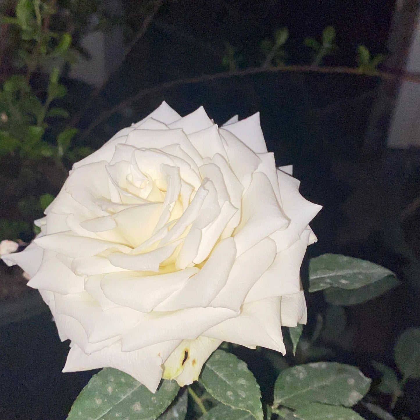 Rose【White Chocolate】-1.5 Gal Own Root Bare Root｜Rare Cutting Rose| Heat  Resistant |Long flowering period| Extended vase life 7-9days| 白巧克力