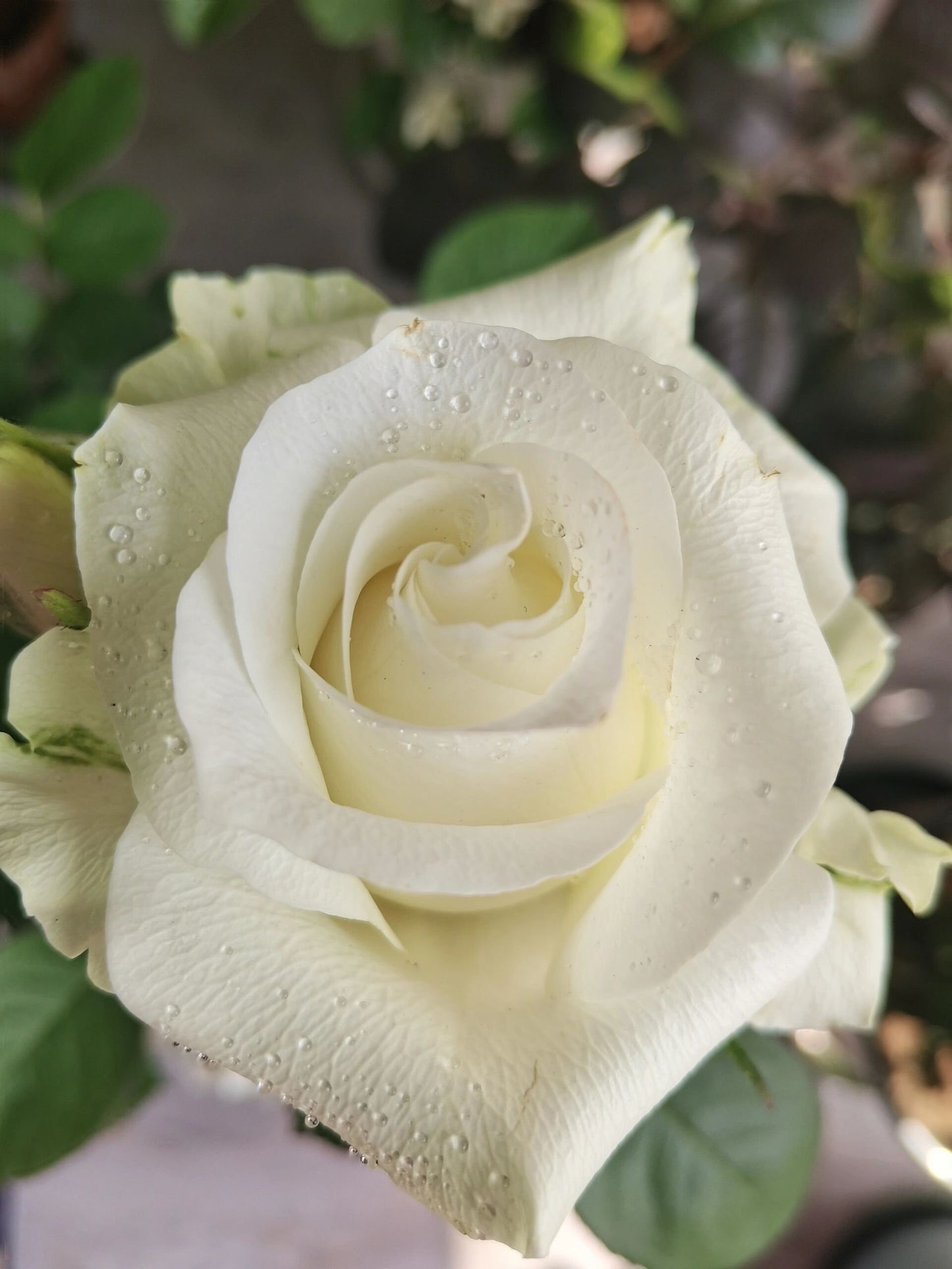 Rose【White Chocolate】-1.5 Gal Own Root Bare Root｜Rare Cutting Rose| Heat  Resistant |Long flowering period| Extended vase life 7-9days| 白巧克力