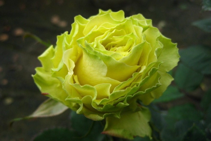 Rare Rose【Green Planet ｜緑の惑星 】SPEbegro ｜1.5 Gal Own Root| 绿行星| Jan Spek Nurseries| Rain-Resistant| Wavy| Niche |