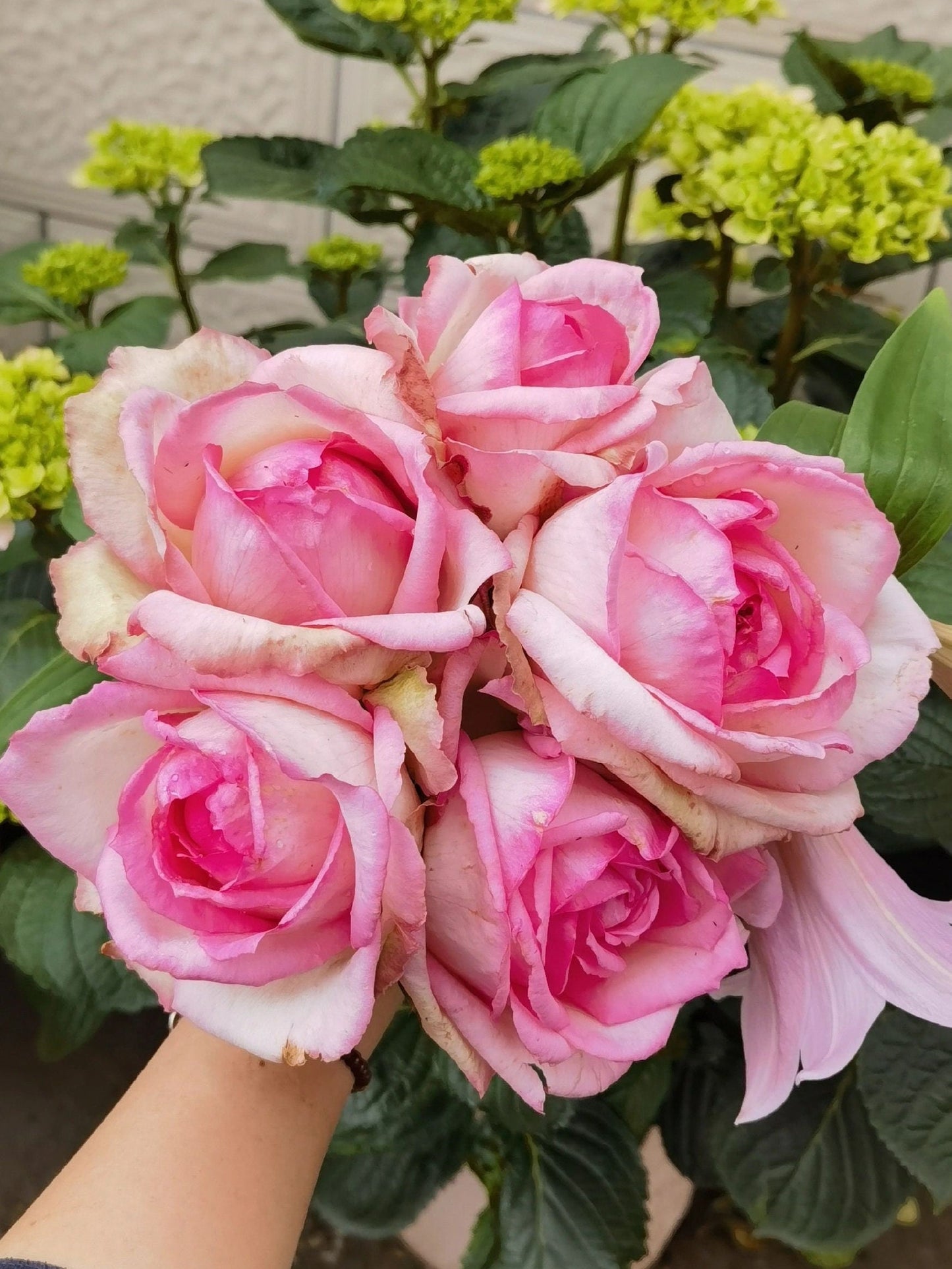 Rose 【La Rose Optimiste 】オプティミストの - Own Root｜Large Bloom| 乐天派｜Similar to Eden | Gradient| Cutting Rose| Easy to Grow| Heat Resistant|