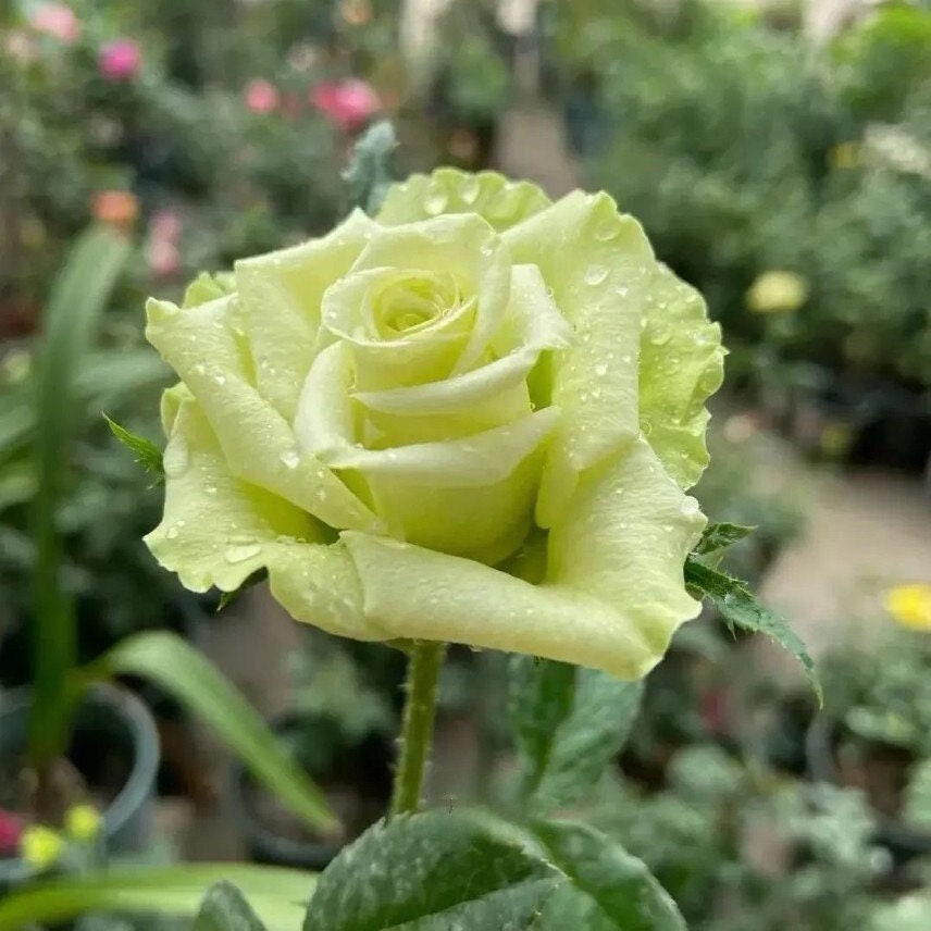 Rare Rose【Green Planet ｜緑の惑星 】SPEbegro ｜1.5 Gal Own Root| 绿行星| Jan Spek Nurseries| Rain-Resistant| Wavy| Niche |