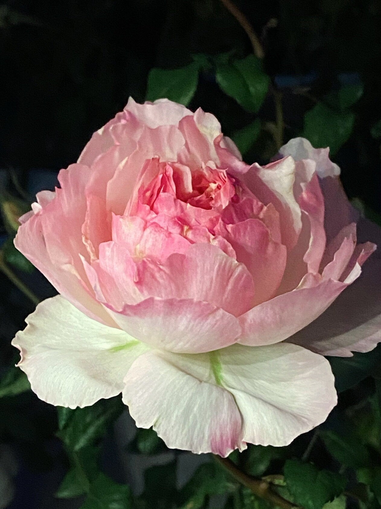 Rose｛ M-Perzik｜Ｍ－ペルジーク｝1 Gal + OwnRoot｜Japanese Florists Rose| 佩尔朱克 ｜M-桃子| Peony Bloom| Delicate| Ruffle Lace| Redolent| Fairy Rose| Heat Resistant