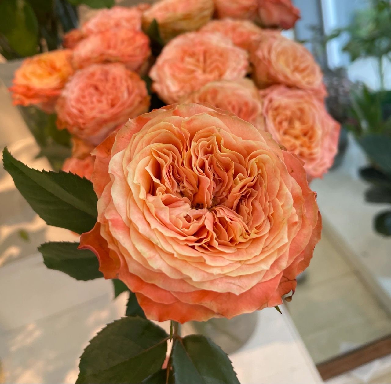 Rose【Funky Peach】- 1 Gal Own Root Bare Root｜方可桃| Extended vase life| Excellent Resistance| Large Bloom| Moisture Rresistant| Easy 2Grow