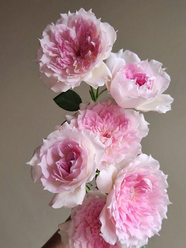 Rose【Ajourée |  アジュール】- 1.5 Gal Own Root Bare Root| Rare Japanese Rosa|  河本バラ園| Heat Resistant| Drought-Resistant| Intense Fragrance|镂空