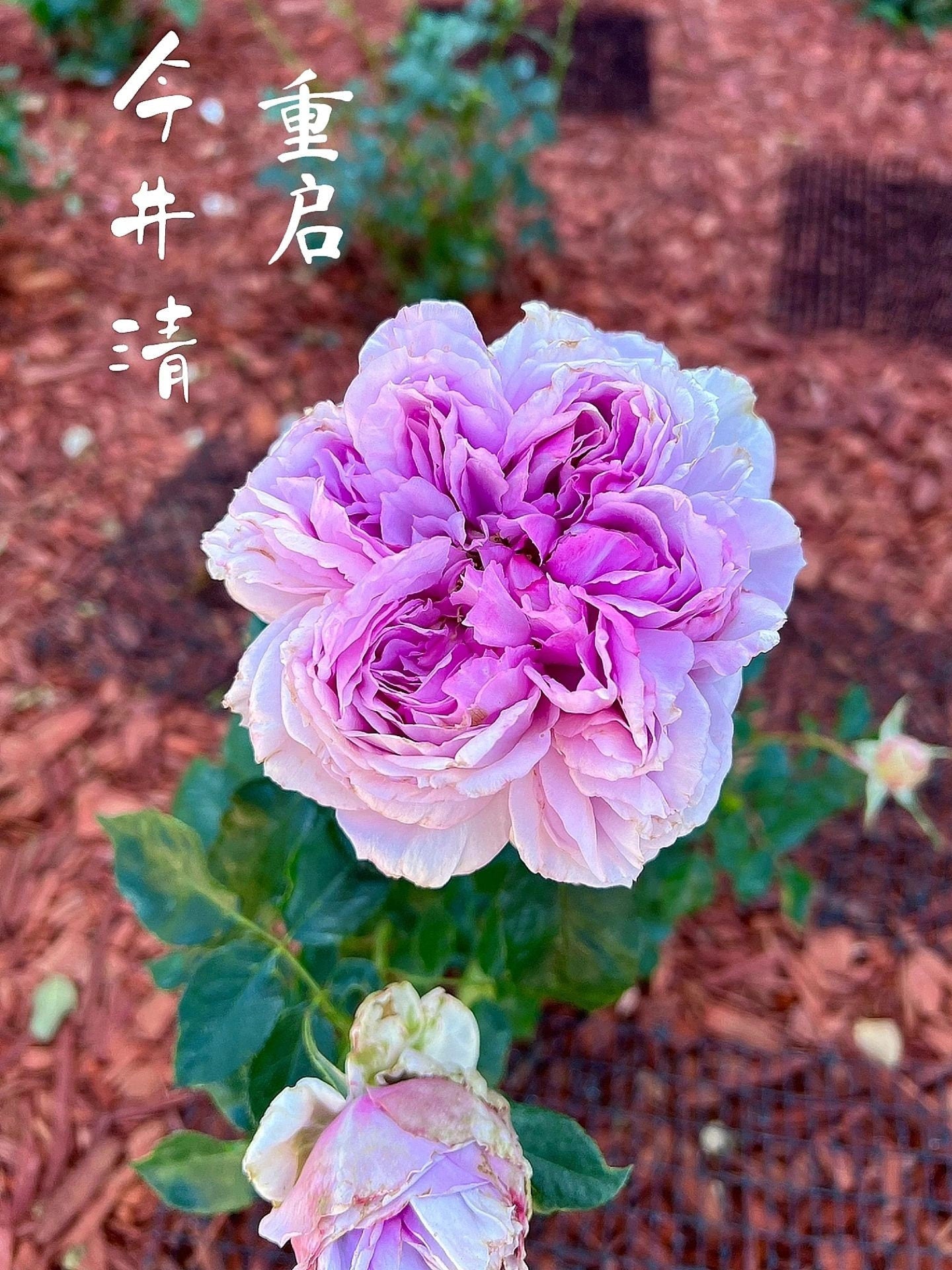 Rose【Repartir |リパルティ―ル】-1.5 Gal OwnRoot BareRoot｜今井ナーセリー New Varieties 2021| Heat Resistant｜Less Thorns｜Rich fragrance｜重生/重启/帕里蒂尔|木立バラ