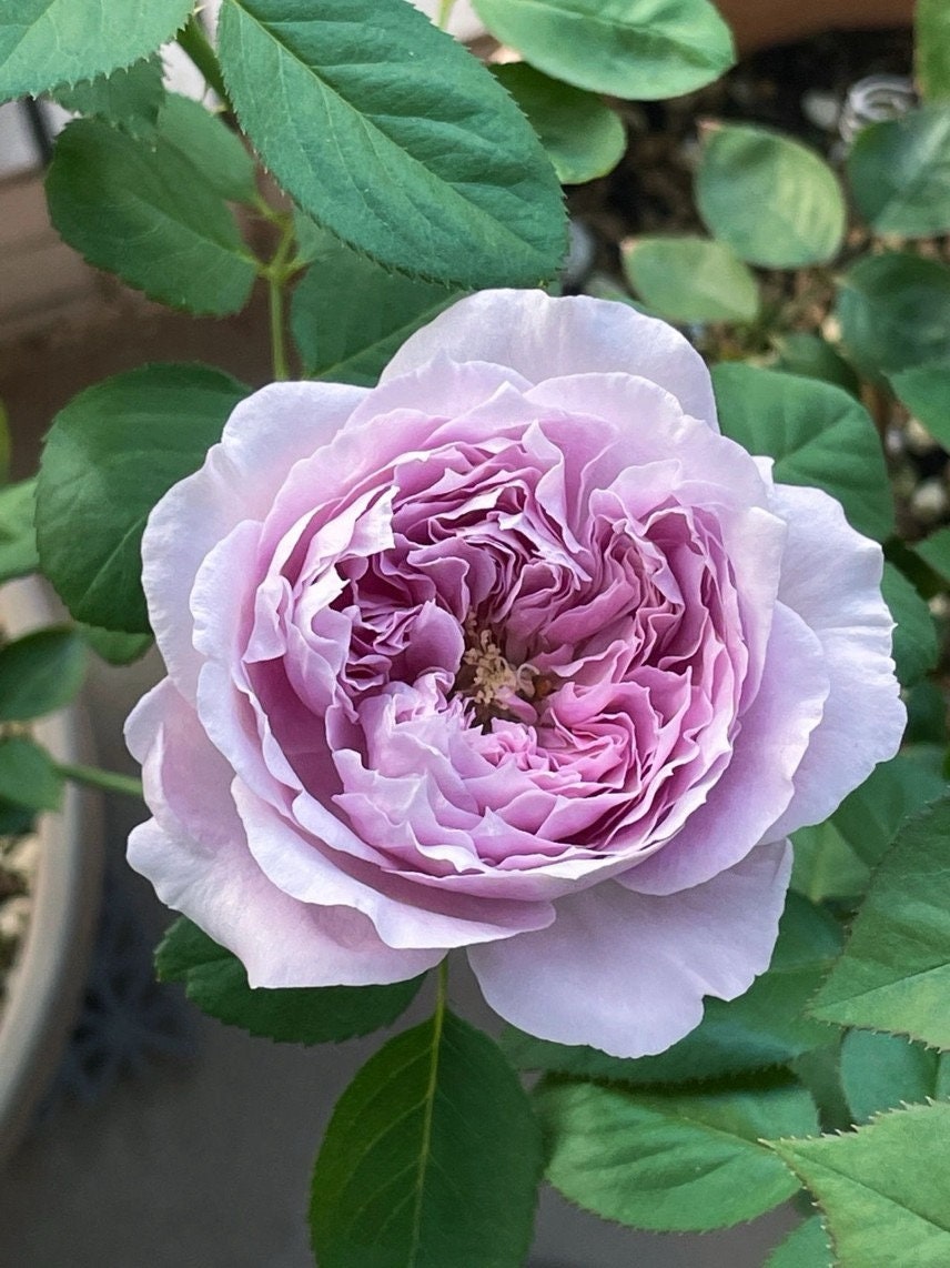 Rose【Repartir |リパルティ―ル】-1.5 Gal OwnRoot BareRoot｜今井ナーセリー New Varieties 2021| Heat Resistant｜Less Thorns｜Rich fragrance｜重生/重启/帕里蒂尔|木立バラ