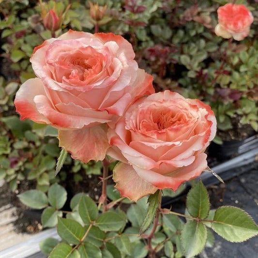 Rose【Funky Peach】- 1 Gal Own Root Bare Root｜方可桃| Extended vase life| Excellent Resistance| Large Bloom| Moisture Rresistant| Easy 2Grow