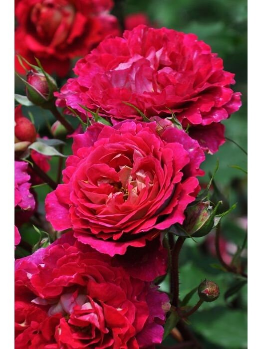 Rose【Docteurs Massad】-2 Gal Own Root Bare Root｜Strawberry Flavor｜Less Thorny｜French Cutting rose｜Heat Resistant | 马萨德医生| Perfect