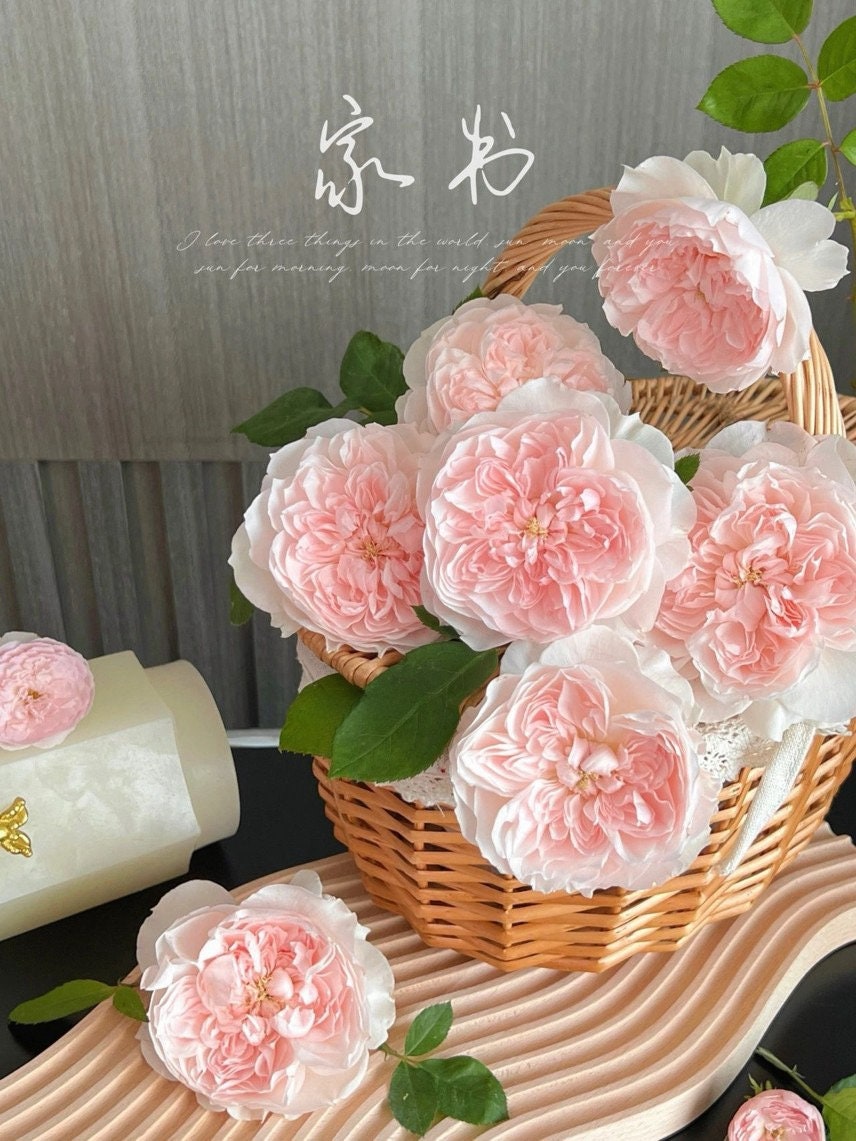 Rose【Jia Shu| 家书】- 1 Gal Own Root Bare Root| 天狼月季| Lotus flower| Heat Resistant| New Varieties 2021| Heat Resistant| Redolent| Diaphanous