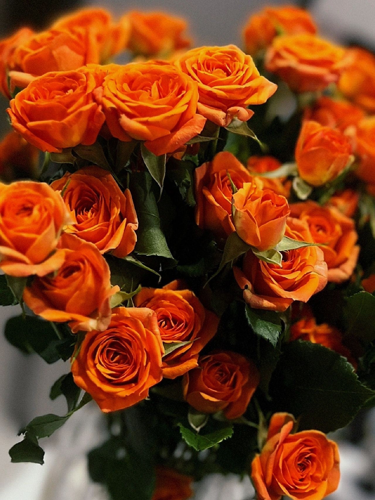 Rose【Orange Jewel】- 2 Gal Own Root LivePlant| Orange Barbie| Extended vase life| Easy to Grow |橙色芭比| Abundant Flowering | 橙色宝石