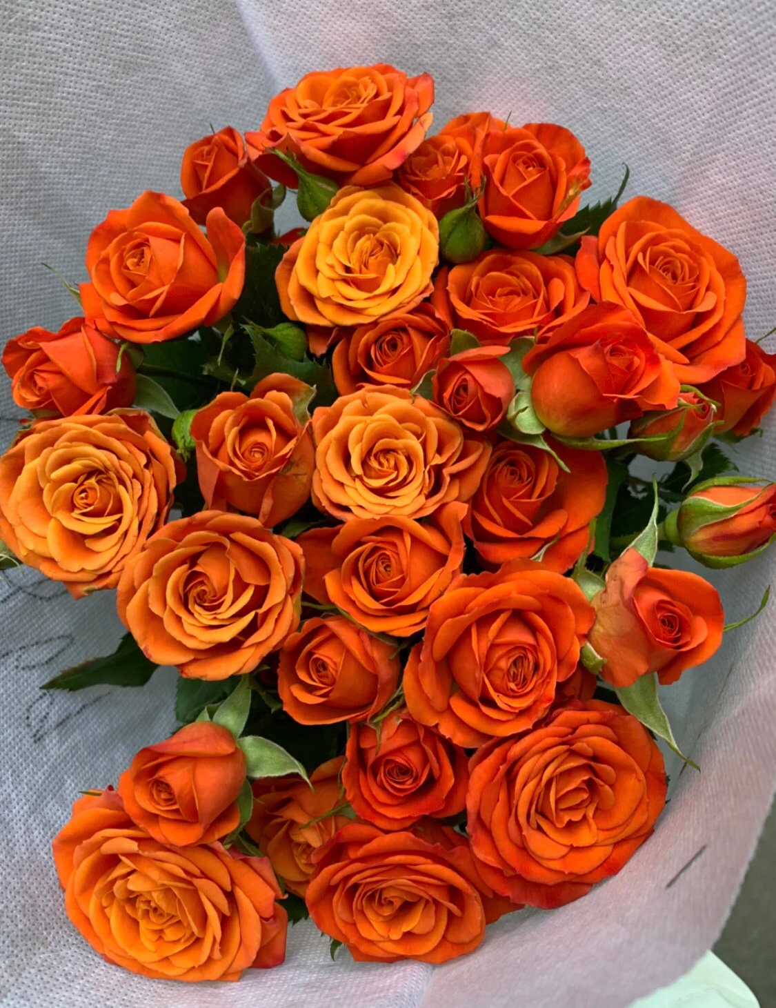 Rose【Orange Jewel】- 2 Gal Own Root LivePlant| Orange Barbie| Extended vase life| Easy to Grow |橙色芭比| Abundant Flowering | 橙色宝石