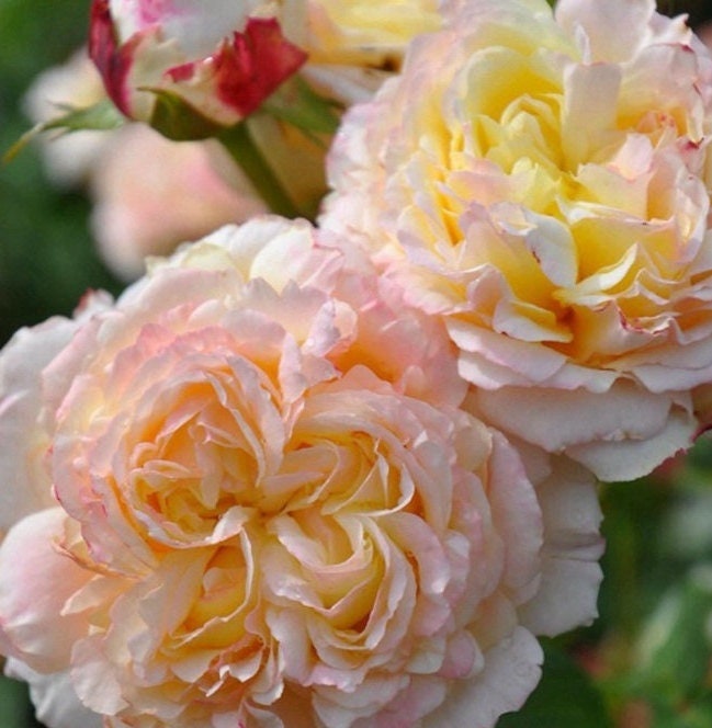 Rose【Fruit｜フリュイ】-2 Gal Own Root Bare Root｜Takunori Kimura 木村卓功 Rare Cutting Rose｜水果| Redolent| Heat Resistant| Variegated| 木立バラ