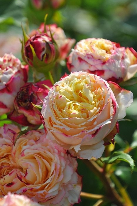 Rose【Fruit｜フリュイ】-2 Gal Own Root Bare Root｜Takunori Kimura 木村卓功 Rare Cutting Rose｜水果| Redolent| Heat Resistant| Variegated| 木立バラ