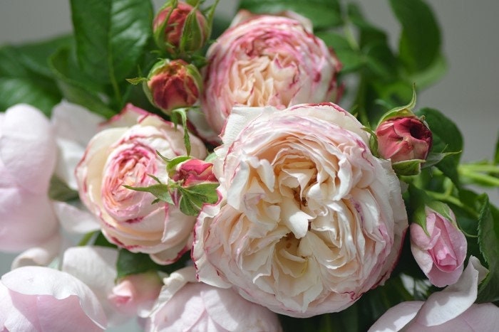 Rose【Fruit｜フリュイ】-2 Gal Own Root Bare Root｜Takunori Kimura 木村卓功 Rare Cutting Rose｜水果| Redolent| Heat Resistant| Variegated| 木立バラ