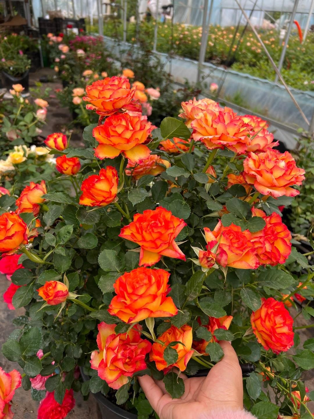 Rare Rose【Estoril | ひのほむり】- 2 Gal Own Root Bare Root｜Rain-Resistant| Strong Upright Flowers| 切花 火焰| | Denmark Cutting Rose| Heat Resistant