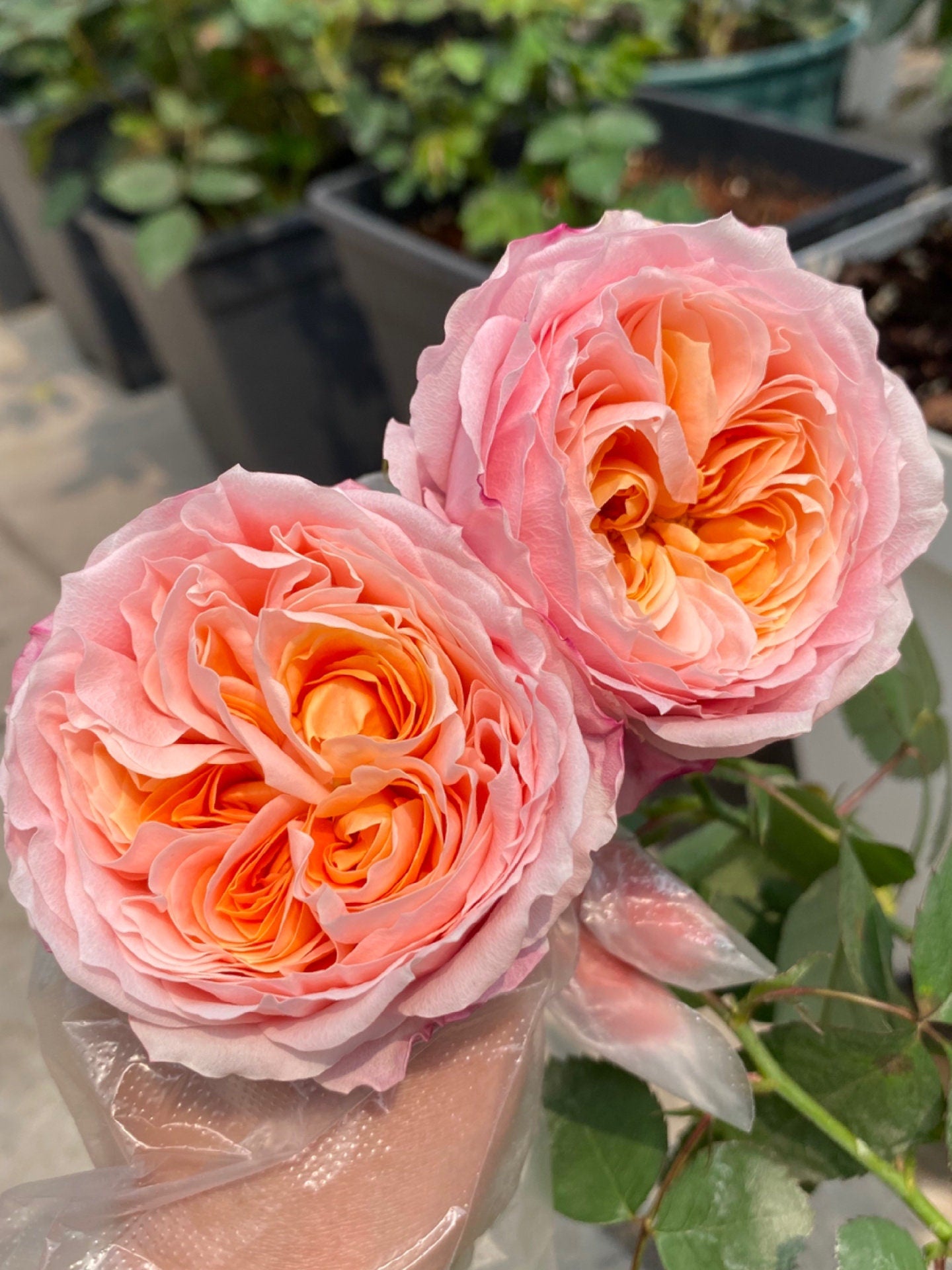 Rose【Princess Sakura 】- 1.5 Gal Own Root Bare Root| さくらひめ｜WABARA 樱花公主| Peony Bloom| 木立バラ|Easy to Grow|  Heat Resistant