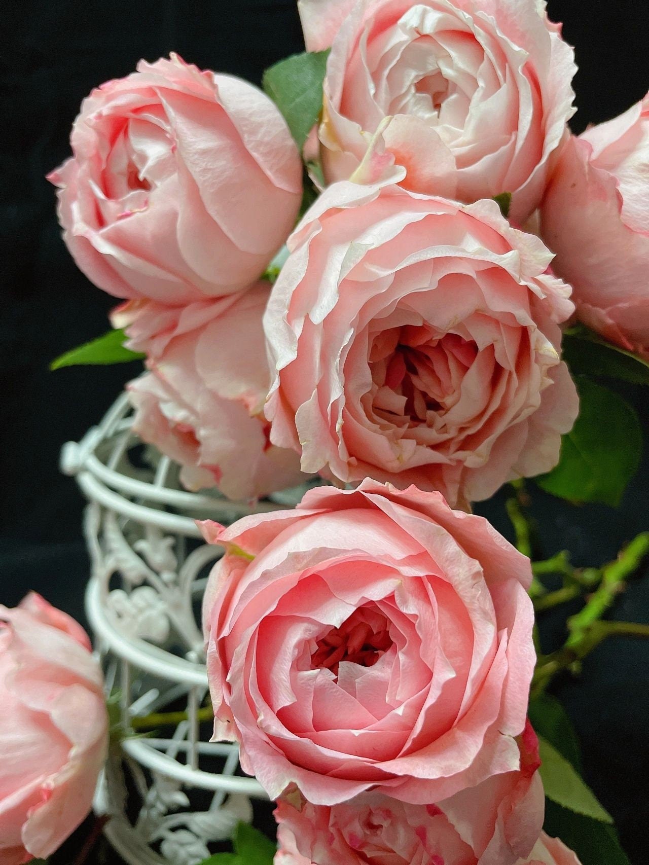 Rose【Princess Sakura 】- 1.5 Gal Own Root Bare Root| さくらひめ｜WABARA 樱花公主| Peony Bloom| 木立バラ|Easy to Grow|  Heat Resistant