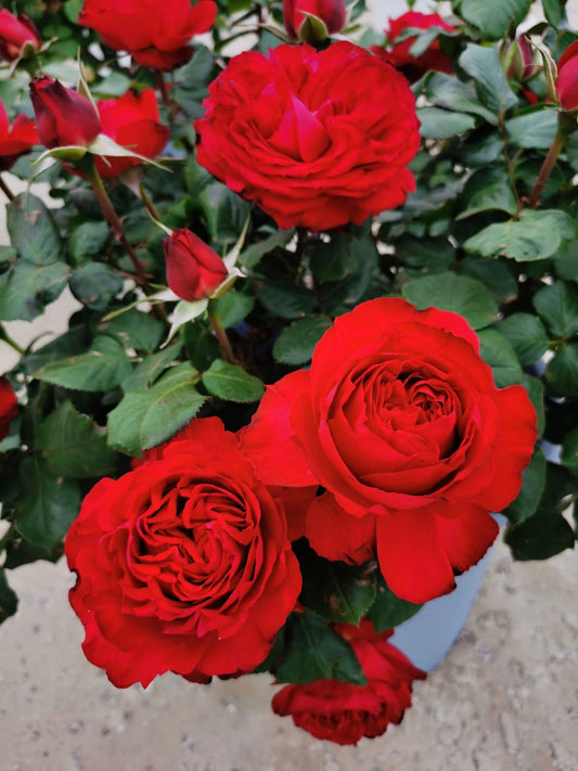 Rare Rose【Traviata】- 2 Gal+ Own Root Bare Root｜Intense Apple Fragrance ｜茶花女|Heat Resistant | Easy to Grow| Sun Tolerant| Festive Red|Meiland