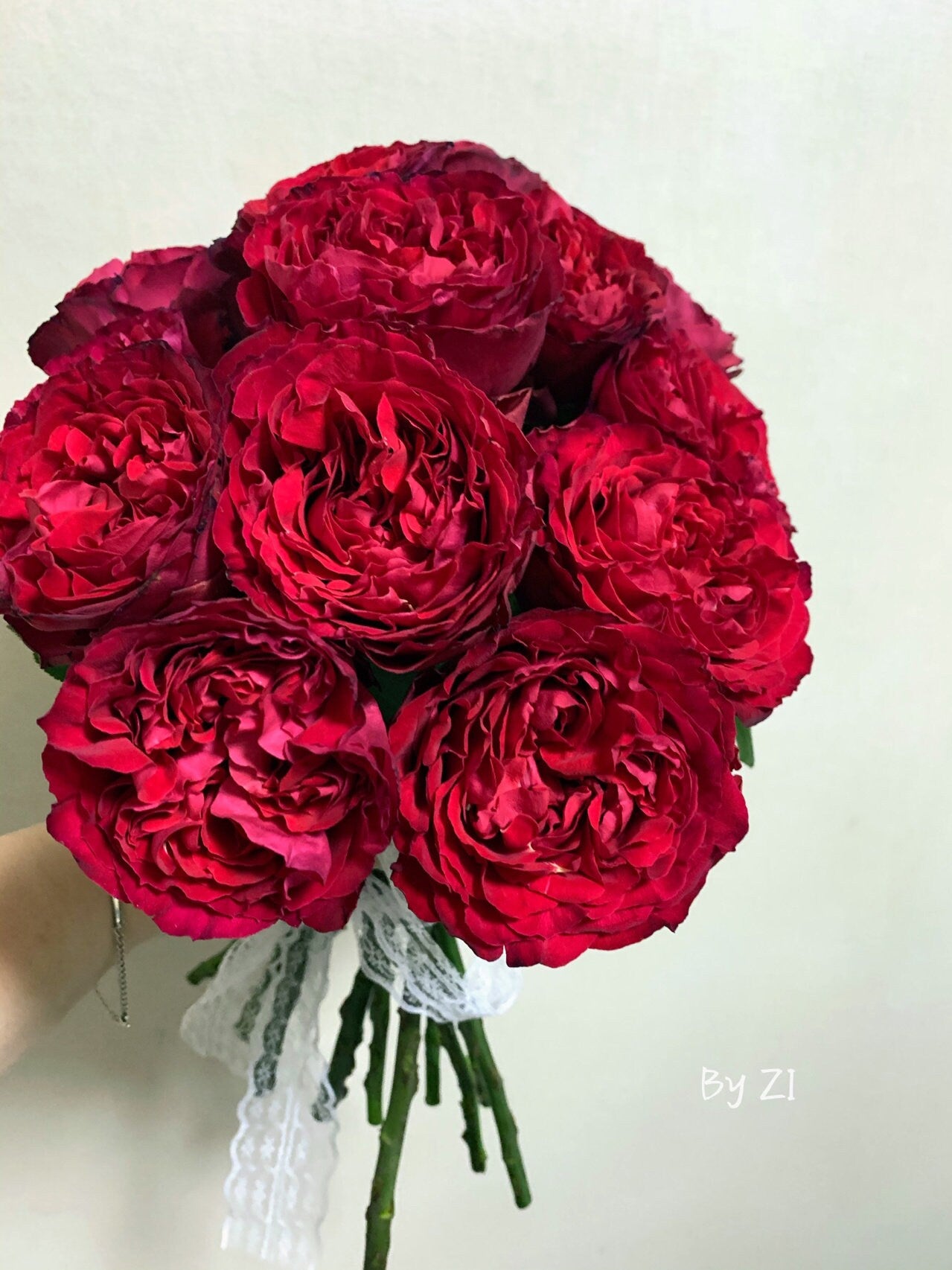 Rare Rose【Traviata】- 2 Gal+ Own Root Bare Root｜Intense Apple Fragrance ｜茶花女|Heat Resistant | Easy to Grow| Sun Tolerant| Festive Red|Meiland