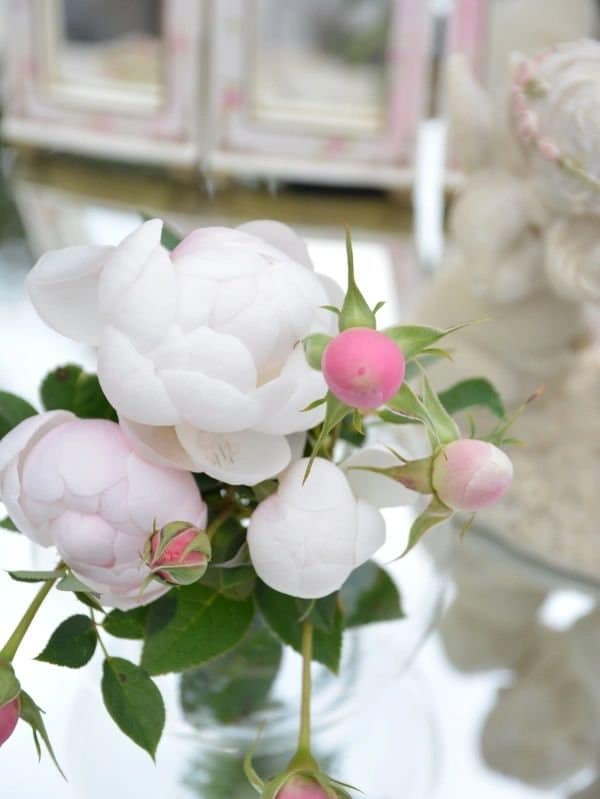 Rose【Lapin| ラパン 】-1.5 Gal Own Root Bare Root｜Rare Japanese Rosa| 木村卓功 | Long flowering period| Intense Fragrance| 小兔子| |Exquisite |Pearl