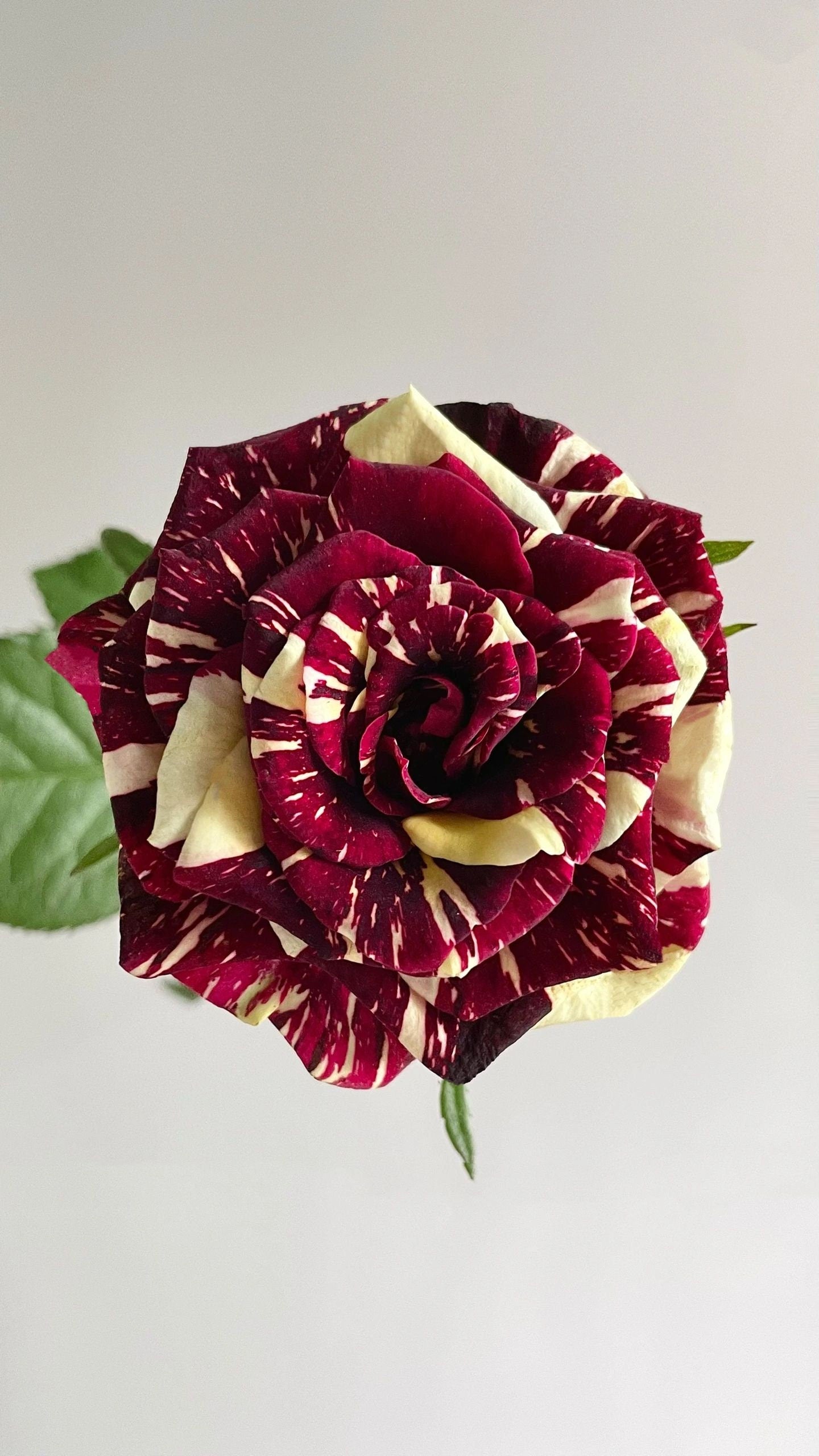 Rose【Abracadabra】-1 Gal+ Own Root Bare Root| Velvet Flowers| 流星雨 泡泡| Germany Rare Striped Rosa| Heat Resistant | Easy to Grow| Less Thorns|