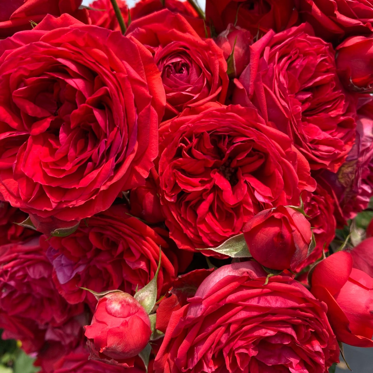 Rose【Red Apple】- 1.5 Gal Own Root Bare Root｜Sun Tolerant| Heat Resistant| Long flowering period| 红苹果| Balcony Roses |