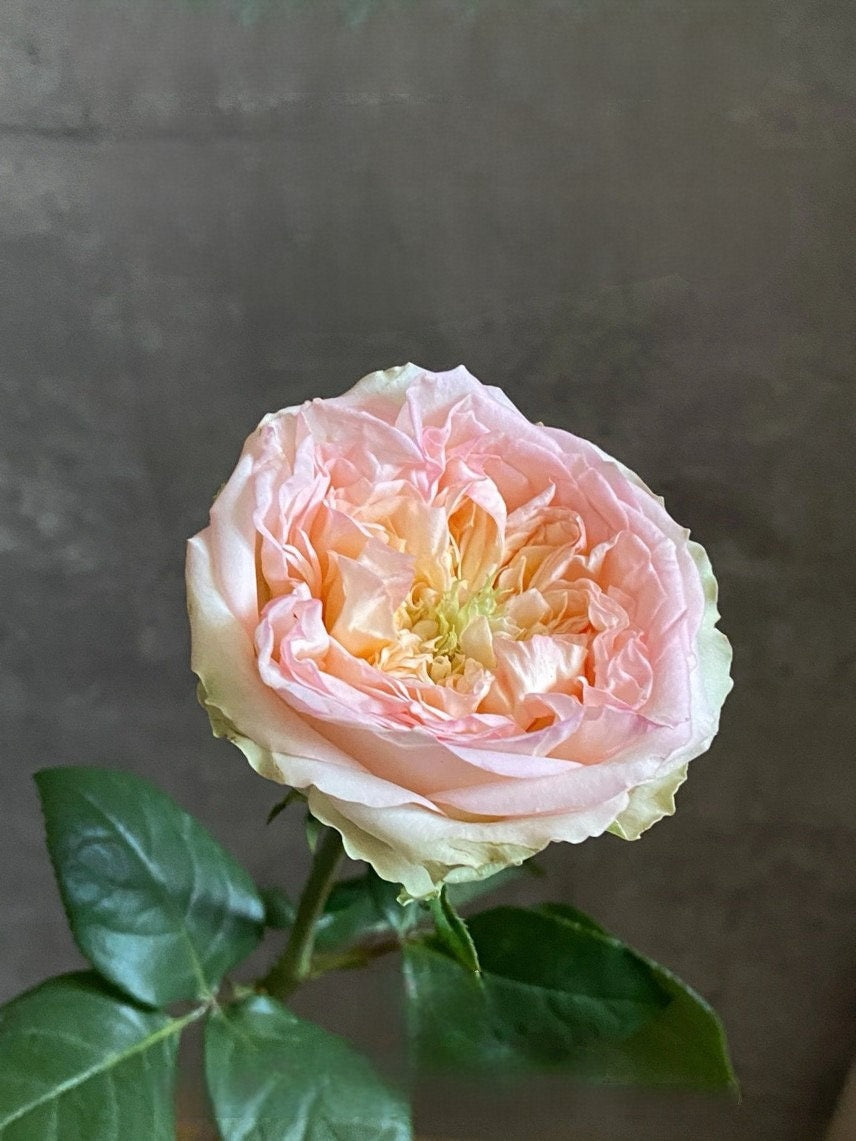 Rose【Princess Butterfly ｜蝶々姫】- 2 Gal Own Root Bare Root｜Sotia| New Variety| Rare Kenya Cuttging Rose| 蝴蝶 公主| Niche | Especially| Exquisite