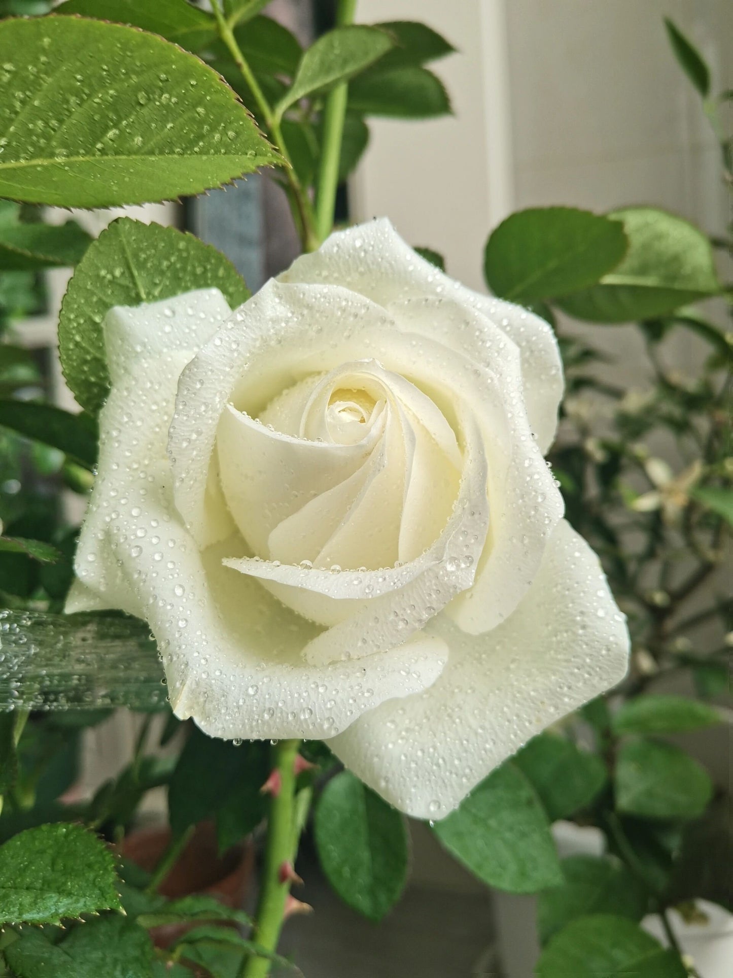 Rose【White Chocolate】-1.5 Gal Own Root Bare Root｜Rare Cutting Rose| Heat  Resistant |Long flowering period| Extended vase life 7-9days| 白巧克力