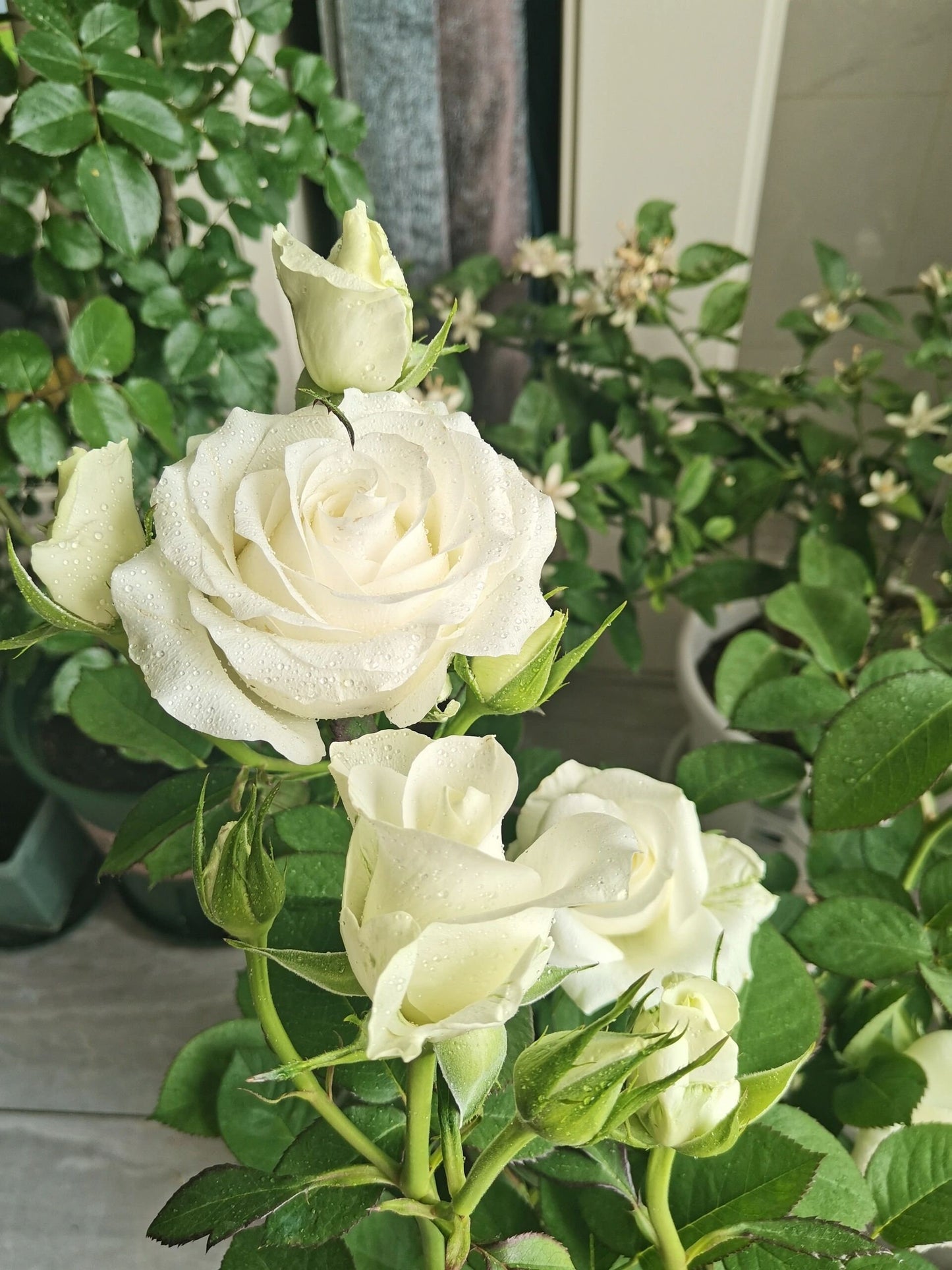 Rose【White Chocolate】-1.5 Gal Own Root Bare Root｜Rare Cutting Rose| Heat  Resistant |Long flowering period| Extended vase life 7-9days| 白巧克力