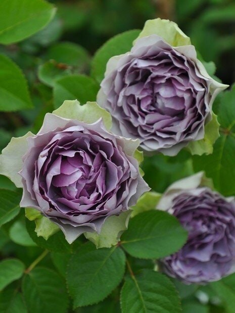 Rose【Coffret｜コフレ】-1.5 Gal OwnRoot Bare Root｜Makiko Kawamoto 河本｜Vintage Purple| 首饰盒| Heat Resistant| Easy to Grow| Long flowering period