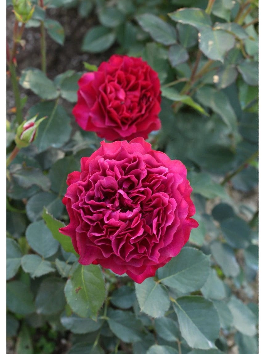 Rose【Velvety Twilight｜ベルベティトワイライト】- 3 Gal+  OwnRoot BareRoot｜R.Zenfukeiko-y'| Rare Floribunda Rose| 暮光之城| Scalloped Petals| Heat Resistant|
