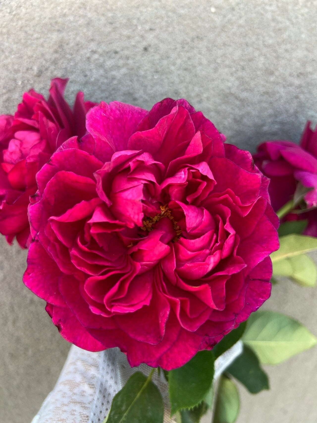 Rose【Velvety Twilight｜ベルベティトワイライト】- 3 Gal+  OwnRoot BareRoot｜R.Zenfukeiko-y'| Rare Floribunda Rose| 暮光之城| Scalloped Petals| Heat Resistant|