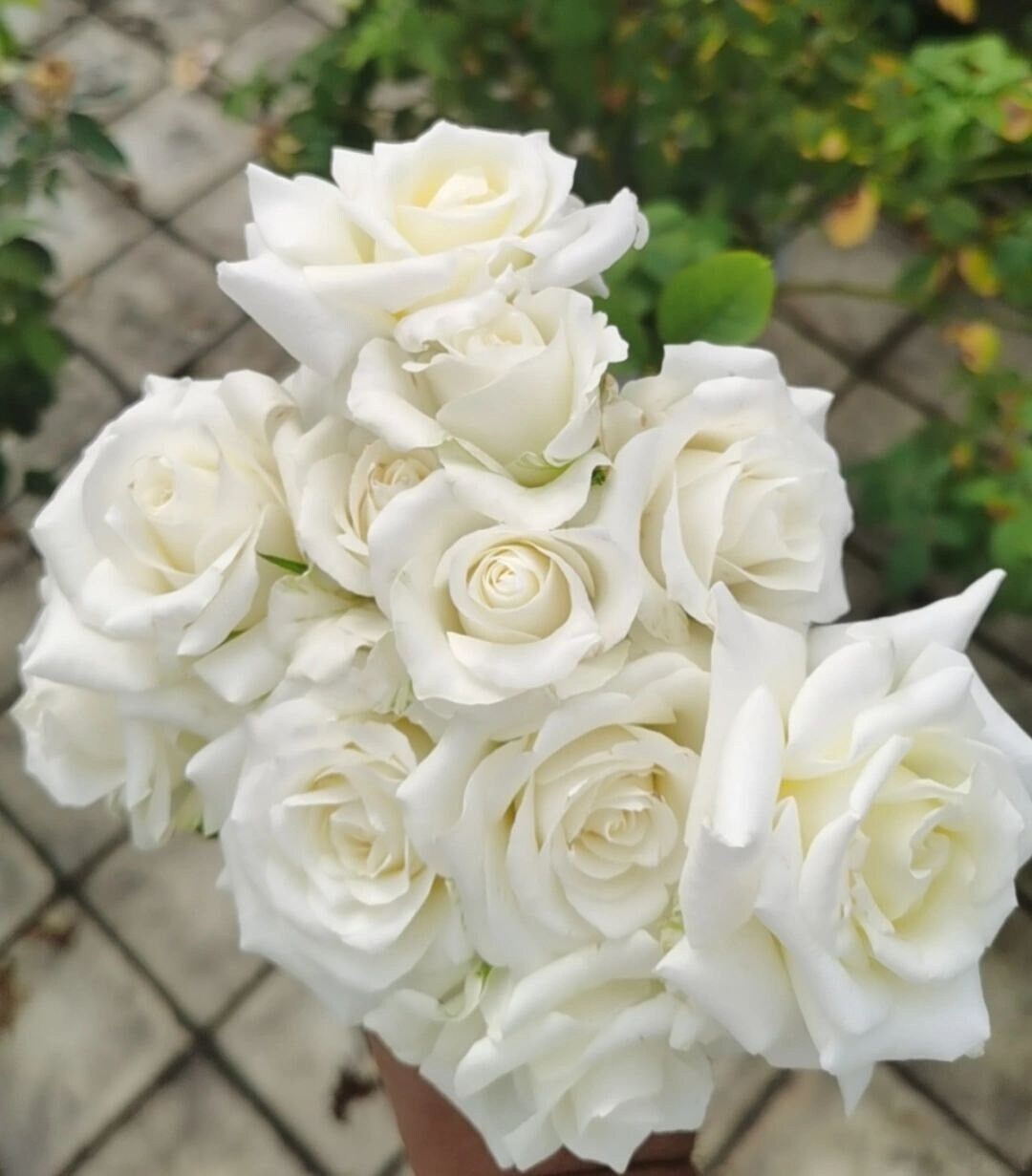 Rose【White Chocolate】-1.5 Gal Own Root Bare Root｜Rare Cutting Rose| Heat  Resistant |Long flowering period| Extended vase life 7-9days| 白巧克力