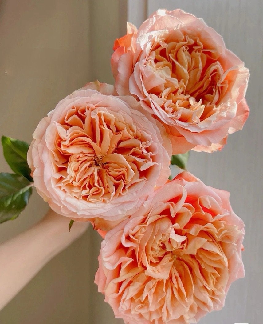 Rose【Funky Peach】- 1 Gal Own Root Bare Root｜方可桃| Extended vase life| Excellent Resistance| Large Bloom| Moisture Rresistant| Easy 2Grow