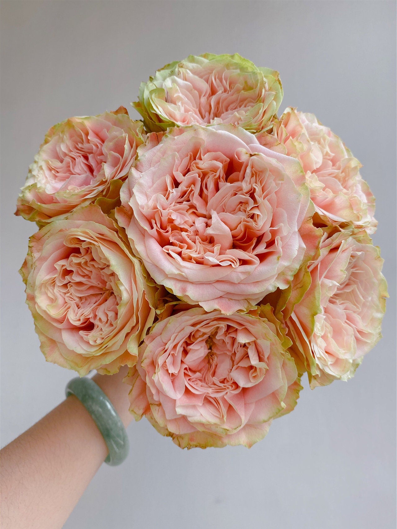 Rose【Funky Peach】- 1 Gal Own Root Bare Root｜方可桃| Extended vase life| Excellent Resistance| Large Bloom| Moisture Rresistant| Easy 2Grow