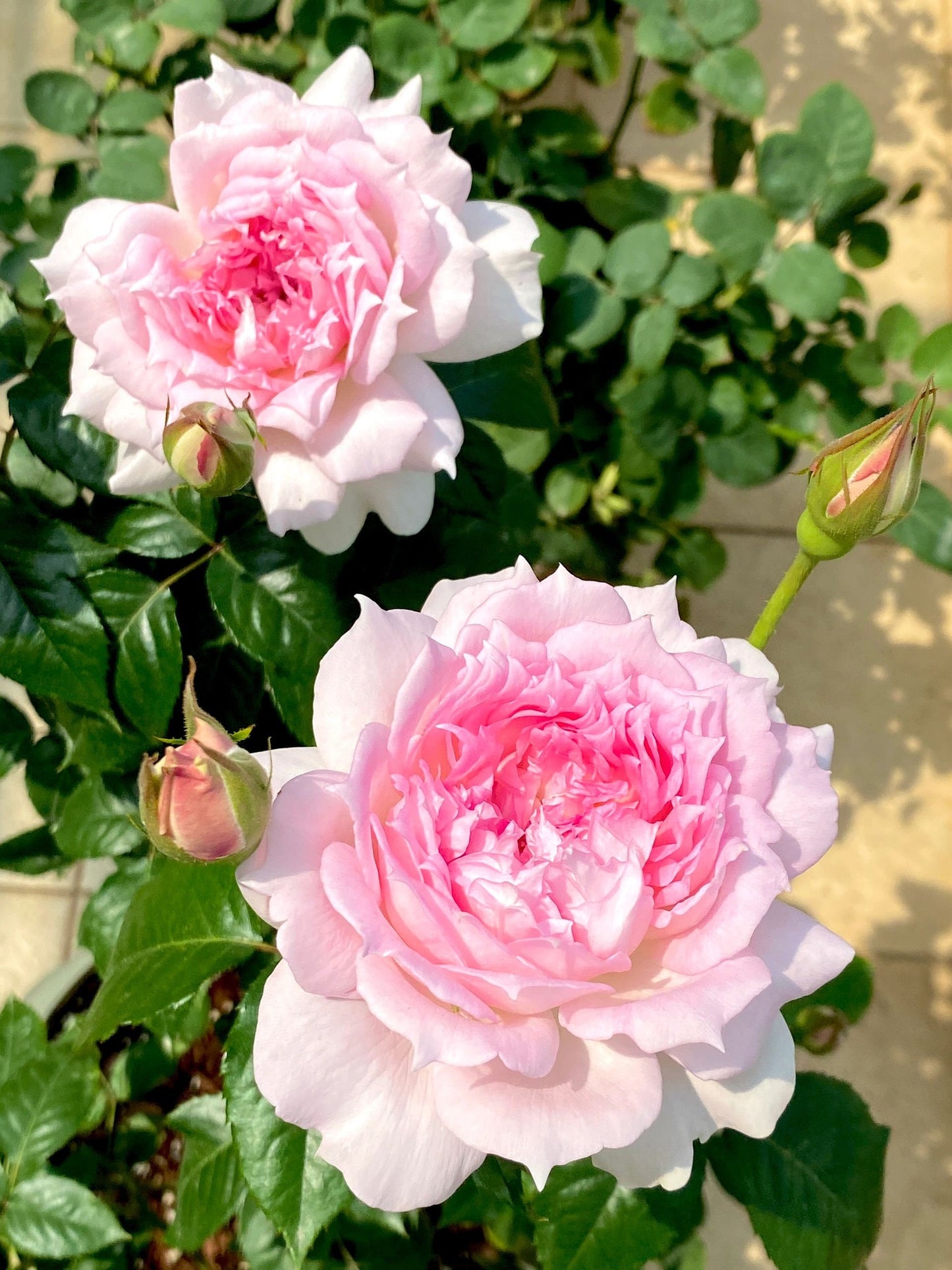 Rose【Ajourée |  アジュール】- 1.5 Gal Own Root Bare Root| Rare Japanese Rosa|  河本バラ園| Heat Resistant| Drought-Resistant| Intense Fragrance|镂空