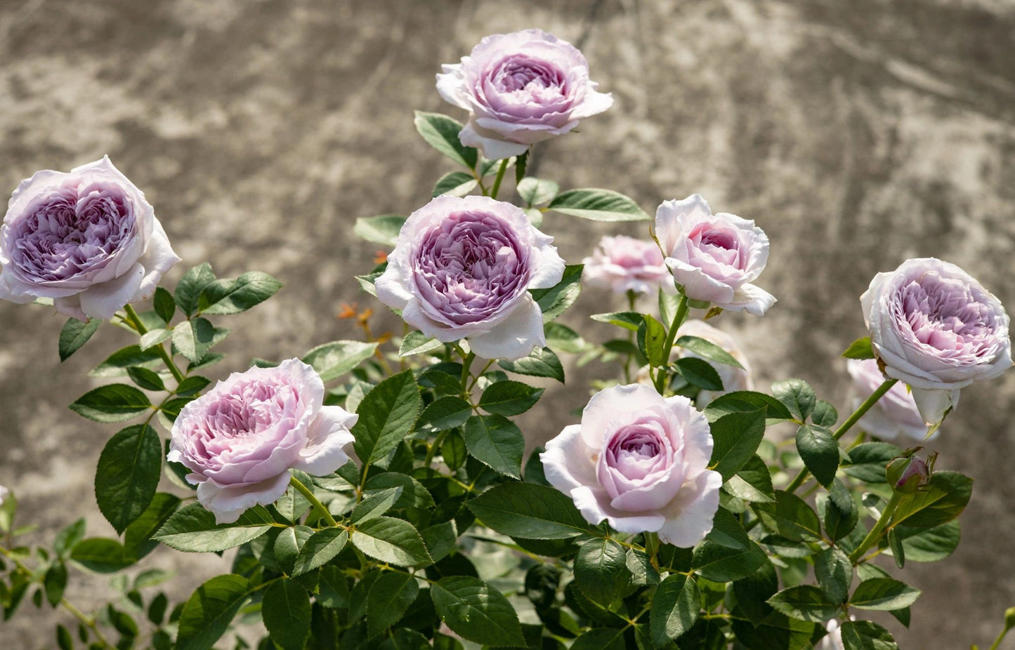 Rose【Repartir |リパルティ―ル】-1.5 Gal OwnRoot BareRoot｜今井ナーセリー New Varieties 2021| Heat Resistant｜Less Thorns｜Rich fragrance｜重生/重启/帕里蒂尔|木立バラ