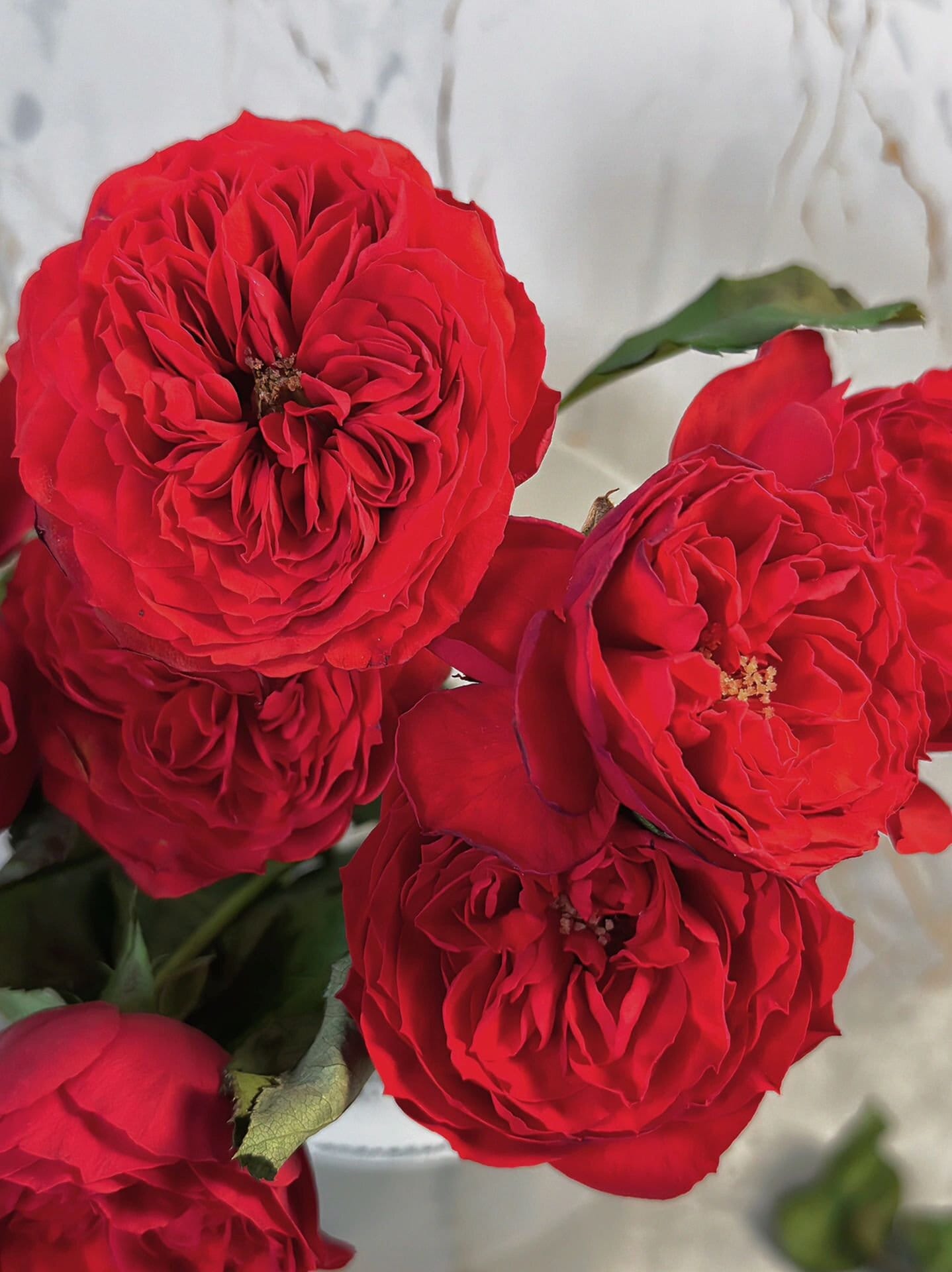 Rose【Red Apple】- 1.5 Gal Own Root Bare Root｜Sun Tolerant| Heat Resistant| Long flowering period| 红苹果| Balcony Roses |