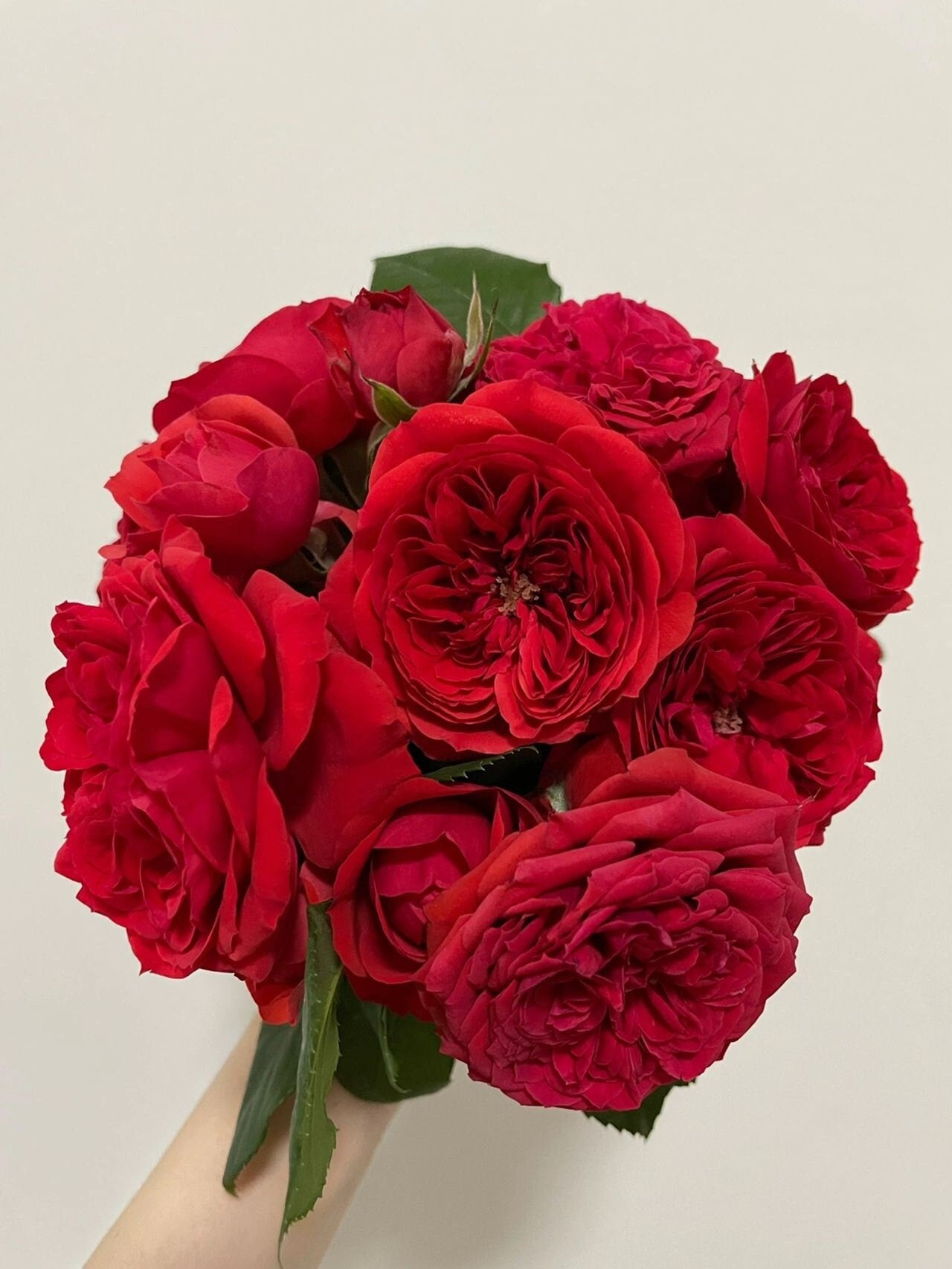 Rose【Red Apple】- 1.5 Gal Own Root Bare Root｜Sun Tolerant| Heat Resistant| Long flowering period| 红苹果| Balcony Roses |