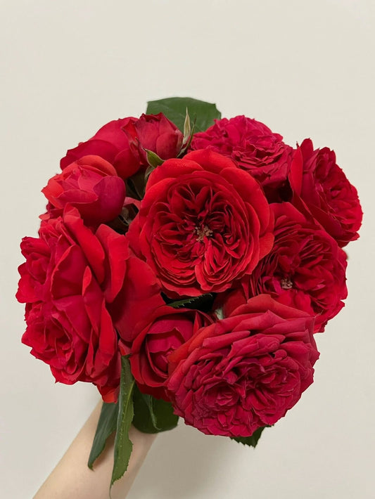 Rose【Red Apple】- 1.5 Gal Own Root Bare Root｜Sun Tolerant| Heat Resistant| Long flowering period| 红苹果| Balcony Roses |