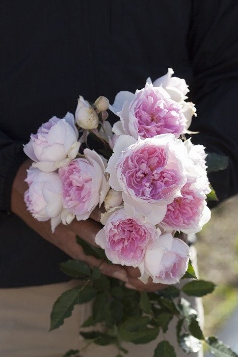 Rose【Shalimar |シャリマー】-1.5 Gal Own Root Bare Root｜Rare 木村卓功 ｜Ruffled bloom| 夏莉玛|| Heat Resistant| Rain-Resistant| Excellent Resistance|