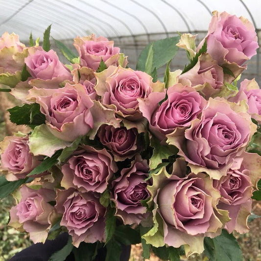 Rare Rose [Nightingale]-1 Gal OwnRoot New Varieties| Vintage Color| Heat resistance| Long Flowering| Cutting| Fetching|Sumptuous 紫霞仙子 Netherlands