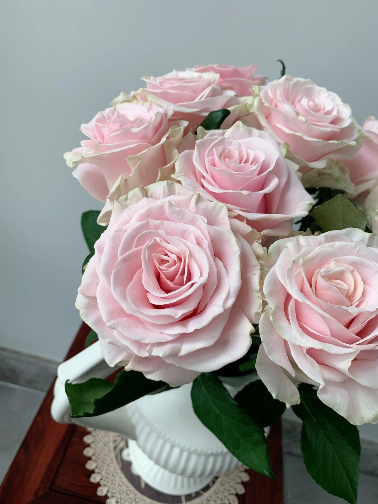 Rose【Pink Mondial 】-1.5 Gal Own Root LivePlant｜New Varieties| Germany Florists Rose｜梦迪尔| Less Thorns| Extended vase life| Large Flower|