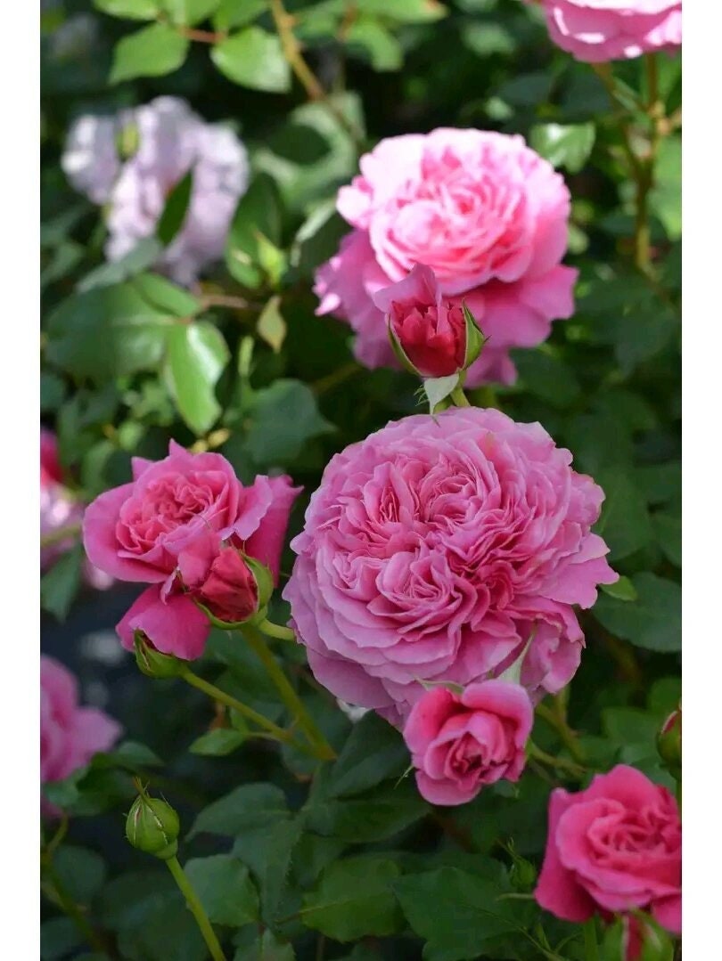 Rose【Abdiel｜アブデル】- 1.5 Gal Own-Root Live Plant｜神仆天使|  Sumiko Kawamoto| 河本オリジナル | 木立バラ| Excellent Resistance| Easy to Grow| Floribunda Rose