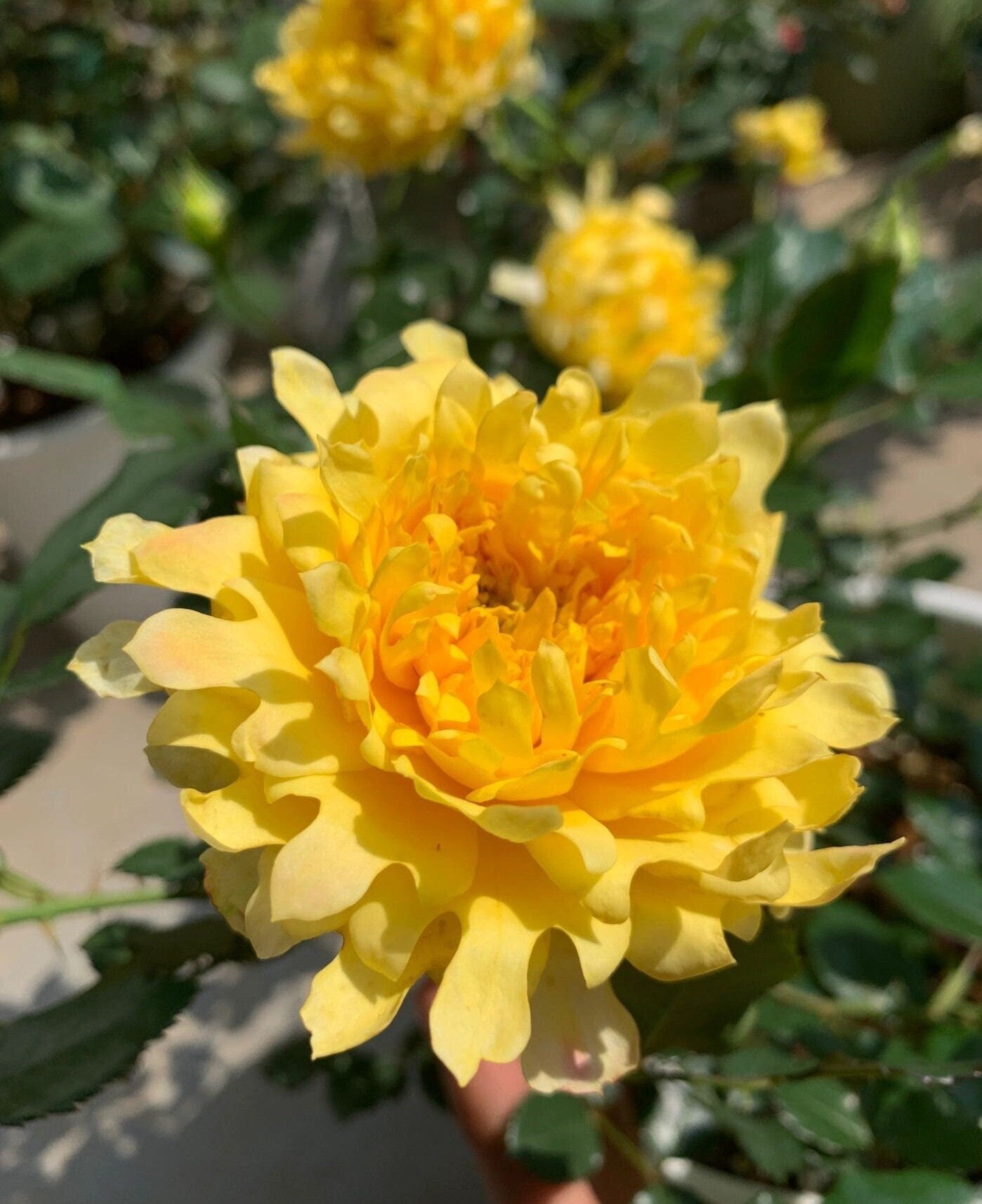 Rare Rose【Fireworks Ruffles | 花火の波】-1.5 Gal OwnRoot|  Chrysanthemum Bloom| 烟花波浪| 木立バラ| Heat Resistant| Easy to Grow| Serrated petals|  Wavy