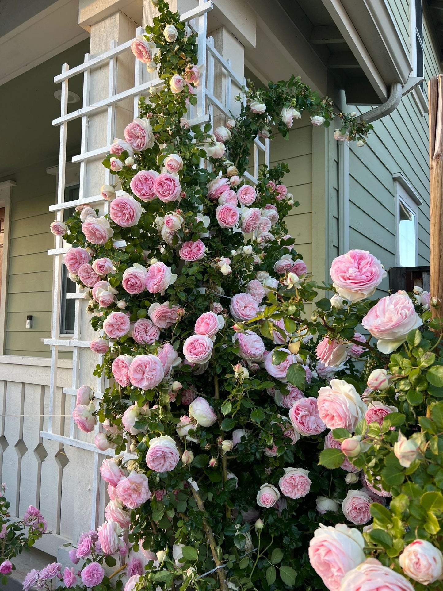 2ft Climbing Rose[ Eden Rose ]- -”world's favourite rose（Pierr de Ronsard）（Meiviolin）Fully double blooms