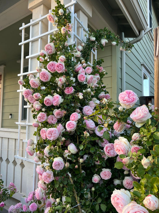 Climbing Rose[ Eden Rose ]- -”world's favourite rose（Pierr de Ronsard）（Meiviolin）Fully double blooms